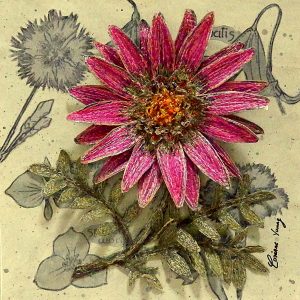 Gazania by Corinne Young at RHS Harlow Carr (2016).