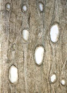 Woodgrain by Corinne Young - Knitting and Stitching Show