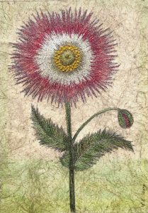 Hartwort (Papaver, Basilius Besler) by Corinne Young - Flora @ Yorkshire Arboretum