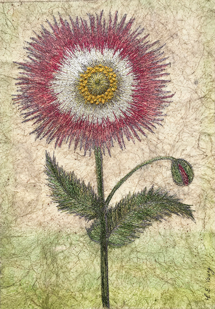 Hartwort (Papaver, Basilius Besler) by Corinne Young - Flora @ Yorkshire Arboretum