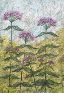 Hemp Agrimony by Corinne Young - Flora @ Yorkshire Arboretum