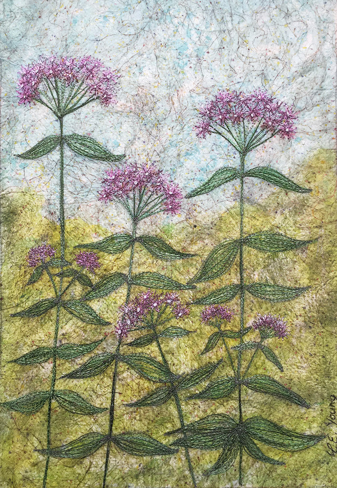 Hemp Agrimony by Corinne Young - Flora @ Yorkshire Arboretum