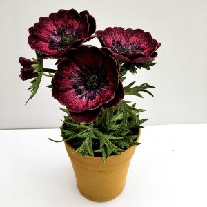 Anemone 'Bordeaux' (Top View)