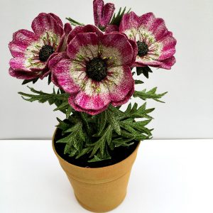 Anemone 'Coronaria' (Top View)