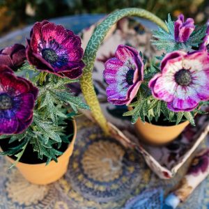 Anemone Pot Plants