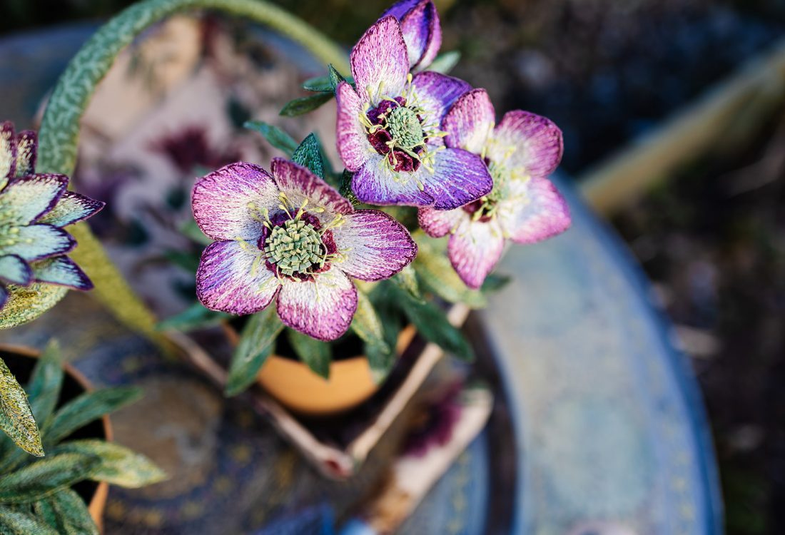 Hellebore 'Winter Jewel' Pot Plant (Spring 2021) by Corinne Young. Photography by the Happy Brand Photographer.