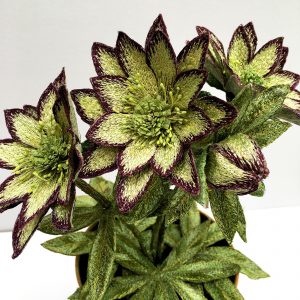 Hellebore 'Jade Tiger' (Detail)