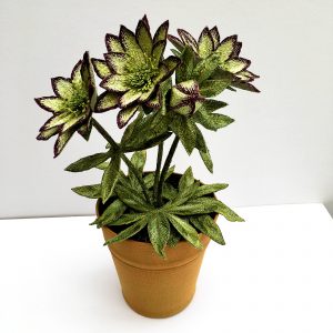 Hellebore 'Jade Tiger' (Top View)