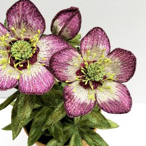 Hellebore 'Winter Jewel' (Detail)