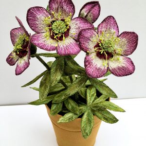 Hellebore 'Winter Jewel' (Top View)