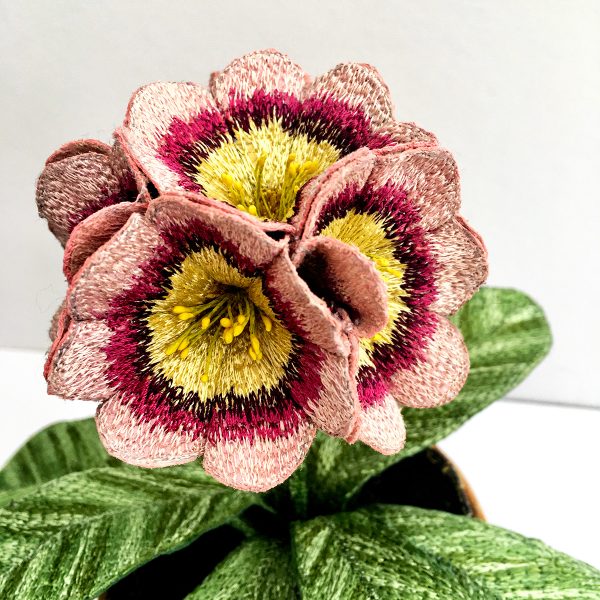 Auricula 'First Lady' (Detail)