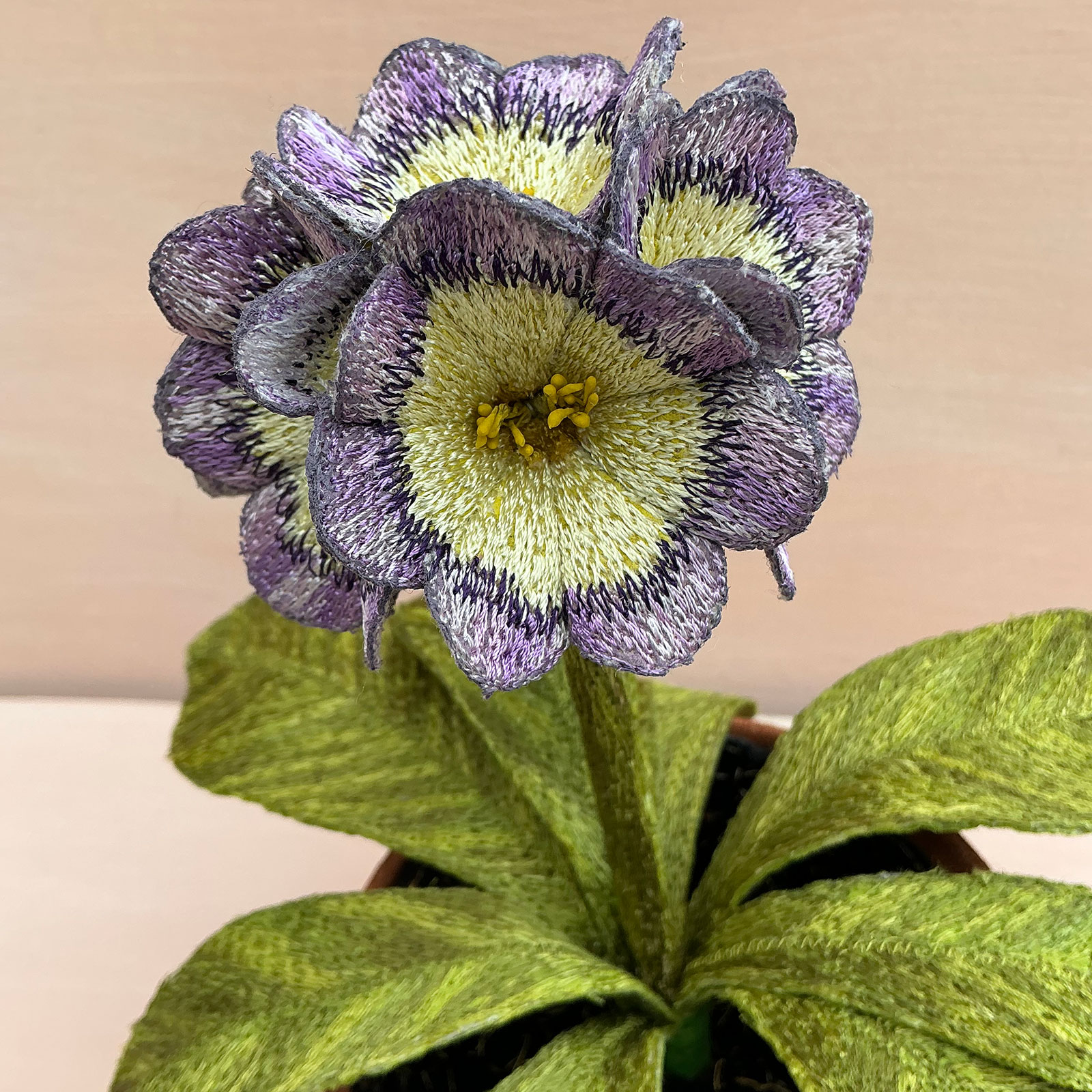 Corinne Young - Auricula Avril Hunter (Detail)