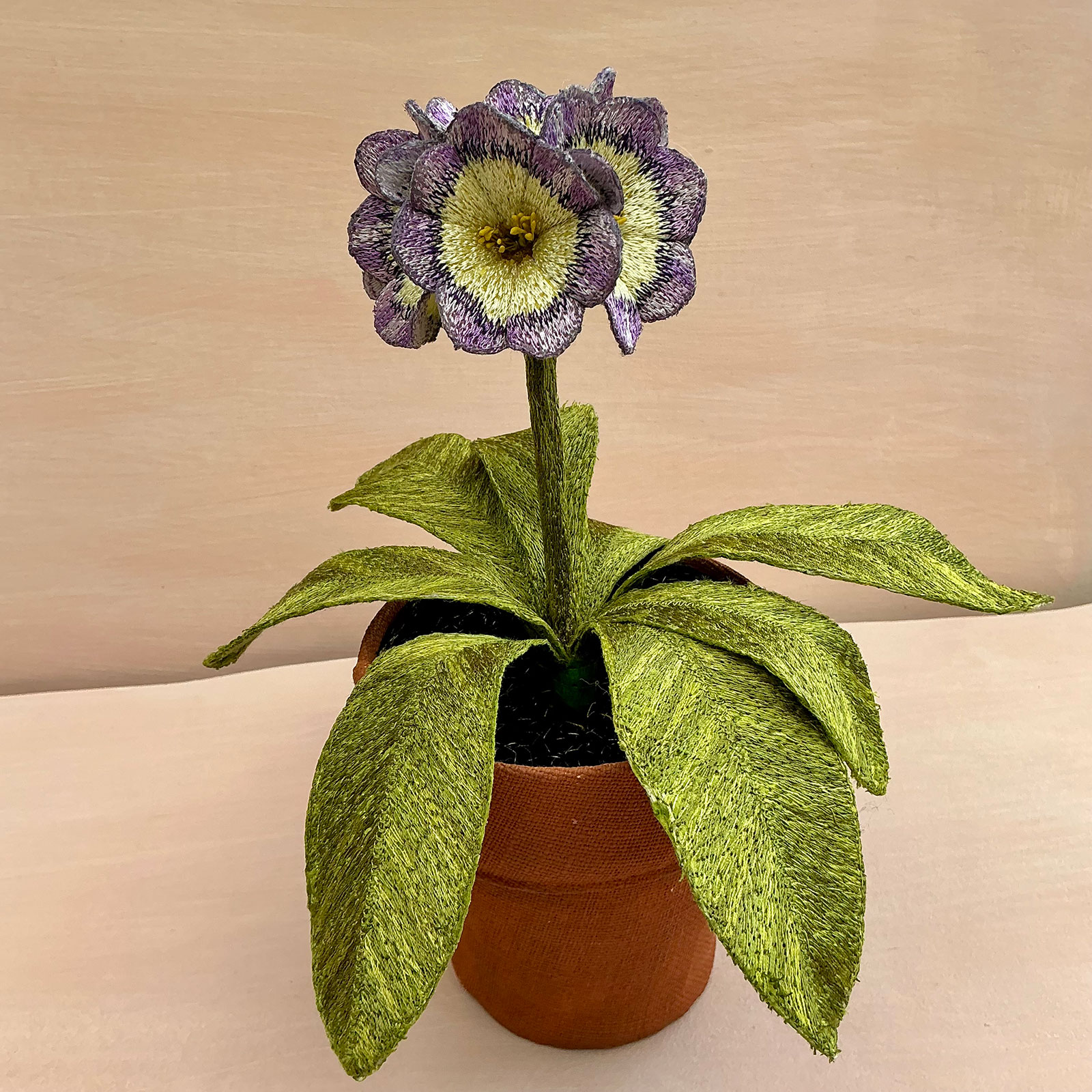 Corinne Young - Auricula Avril Hunter