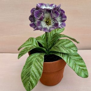 Corinne Young - Auricula Blackberry Crush