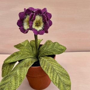 Corinne Young - Auricula Cherry Picker