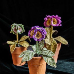 Corinne Young - Auricula Collection Art Print