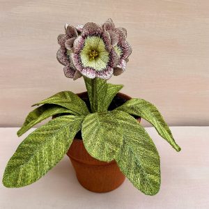 Corinne Young - Auricula First Lady