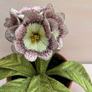 Corinne Young - Auricula First Lady (Detail)