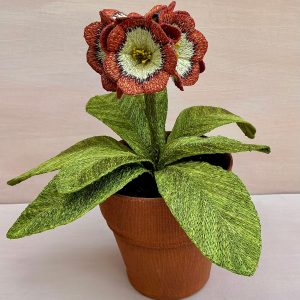 Corinne Young - Auricula Janie Hill