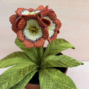 Corinne Young - Auricula Janie Hill (Detail)