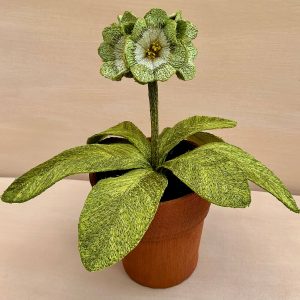 Corinne Young - Auricula Limelight