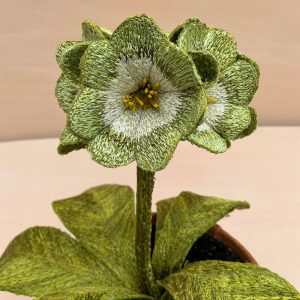 Corinne Young - Auricula Limelight (Detail)