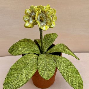 Corinne Young - Auricula Pot of Gold