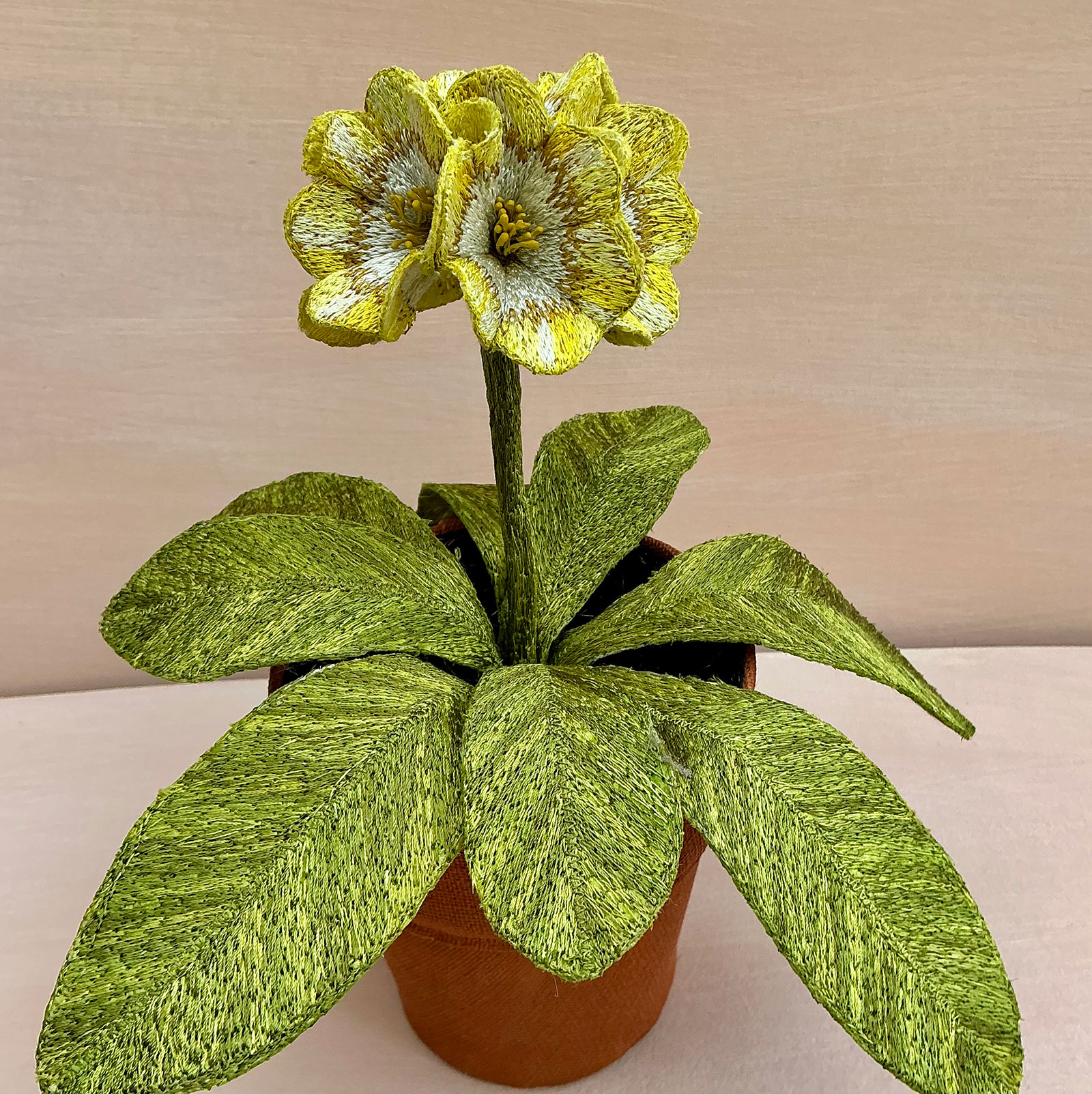 Corinne Young - Auricula Pot of Gold