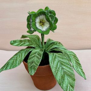 Corinne Young - Auricula Psyche