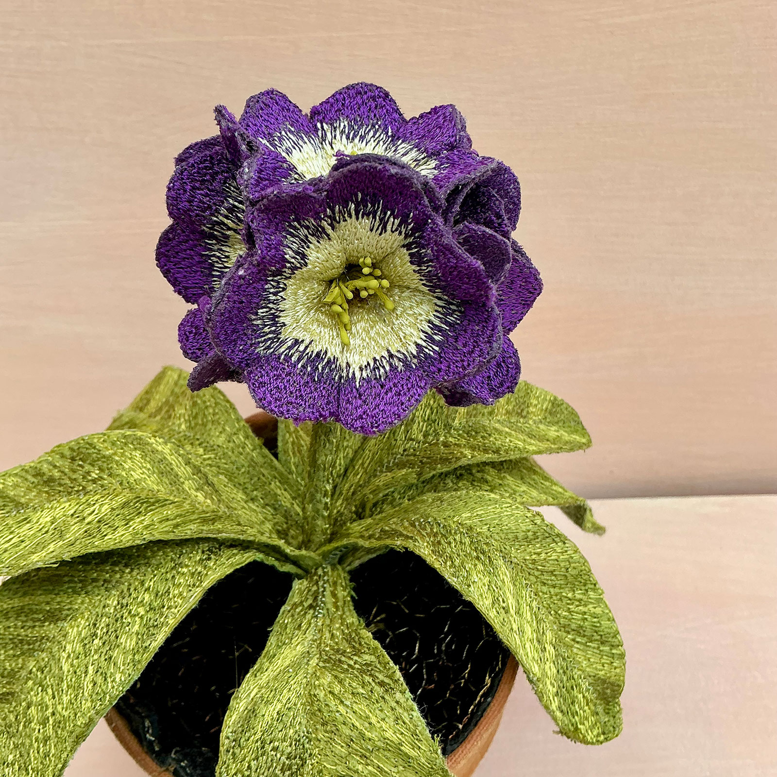 Corinne Young - Auricula Purple Velvet